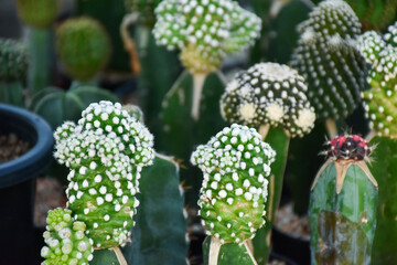Variety of green cactus plants in pots. Cactus farming as a hobby concept.