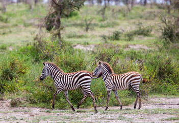 Zebras in the Serengeti National Park, Tanzania