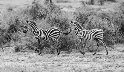 Zebras in the Serengeti National Park, Tanzania