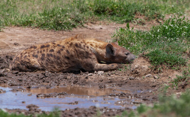 Spotted Hyena on the plains of the Serengeti National Park, Tanzania, Africa