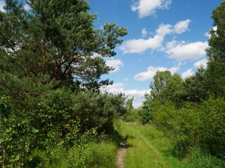 trees and blue sky