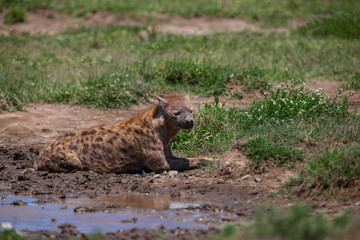 Spotted Hyena on the plains of the Serengeti National Park, Tanzania, Africa