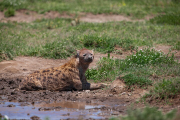 Spotted Hyena on the plains of the Serengeti National Park, Tanzania, Africa