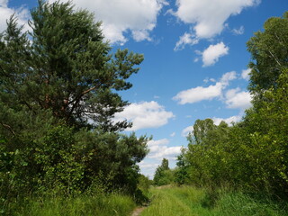 Obraz premium trees and clouds