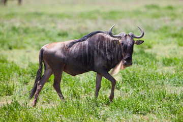 Wildebeests in the Serengeti National Park, Tanzania