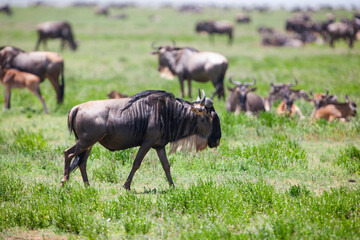 Wildebeests in the Serengeti National Park, Tanzania