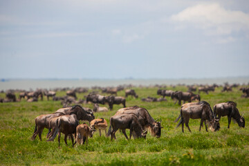 Wildebeests in the Serengeti National Park, Tanzania