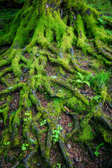 An intricate web of exposed tree roots, covered in fresh green moss, creates a striking natural pattern on the forest floor. Vertical