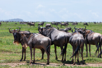 Wildebeests in the Serengeti National Park, Tanzania