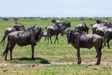 Wildebeests in the Serengeti National Park, Tanzania