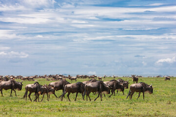 Wildebeests in the Serengeti National Park, Tanzania