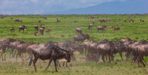 Wildebeests in the Serengeti National Park, Tanzania