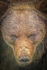 Intense Close Up Portrait of a Powerful Brown Bear Face