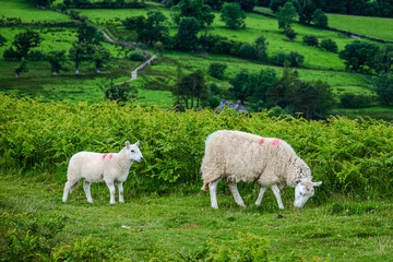 Close-up of a mother sheep and her lamb forage on the grassy slope near Catbells, Lake District