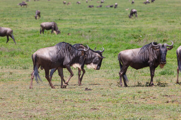 Wildebeests in the Serengeti National Park, Tanzania