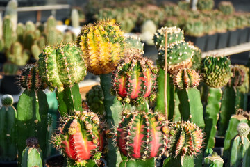 Little cactus on small pot, plant for decoration. Beautiful blooming cactus, selective focus...