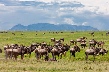 Wildebeests in the Serengeti National Park, Tanzania