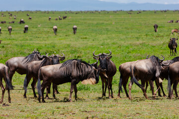 Wildebeests in the Serengeti National Park, Tanzania