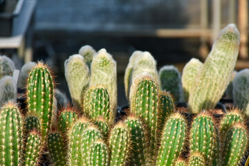 cactus in the garden