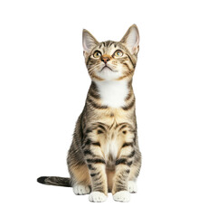 Obraz premium Cute Tabby Kitten Gazing Upward: A charming tabby kitten sits attentively, its eyes wide with curiosity as it gazes upward towards something unseen, capturing a moment of pure feline wonder.