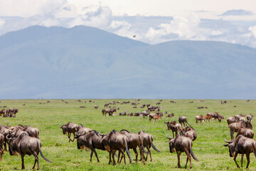 Wildebeests in the Serengeti National Park, Tanzania