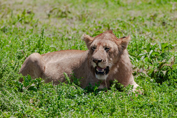 Lioness in the Serengeti National Park, Tanzania
