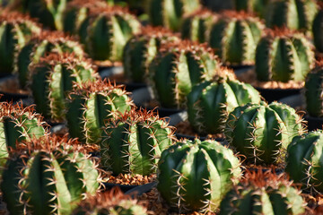Tropical Flower cactus with blurred background and copy space.