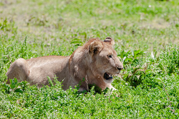 Lioness in the Serengeti National Park, Tanzania