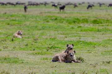 Spotted Hyena on the plains of the Serengeti National Park, Tanzania, Africa