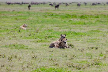 Spotted Hyena on the plains of the Serengeti National Park, Tanzania, Africa