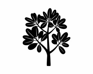 creative Silhouette simple Jade Plant (Crassula ovata) Vector Illustration 