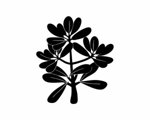 creative Silhouette simple Jade Plant (Crassula ovata) Vector Illustration 