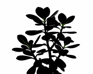 creative Silhouette simple Jade Plant (Crassula ovata) Vector Illustration 