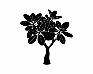 creative Silhouette simple Jade Plant (Crassula ovata) Vector Illustration 