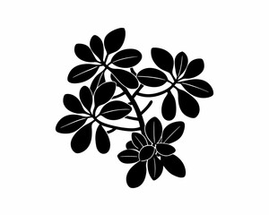 creative Silhouette simple Jade Plant (Crassula ovata) Vector Illustration 