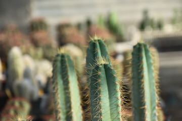 Variety of green cactus plants in pots. Cactus farming as a hobby concept.