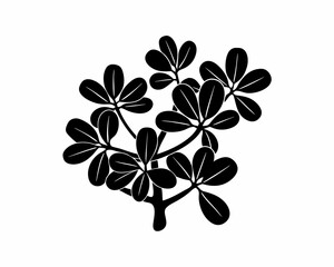 creative Silhouette simple Jade Plant (Crassula ovata) Vector Illustration 