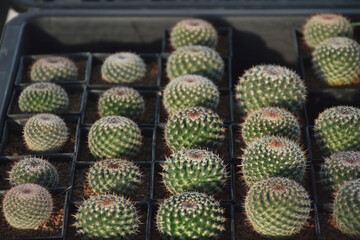 cactus in the garden