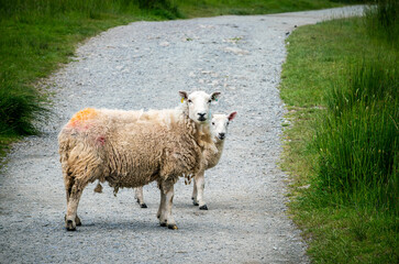 A mother sheep and her lamb stand across a countryside footpath in the Lake District, pausing to...