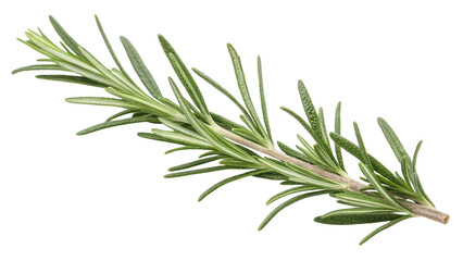 Fototapeta premium Fresh green rosemary herb sprig isolated on transparent background