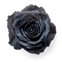 Close-Up of a Black Rose on a Transparent Background