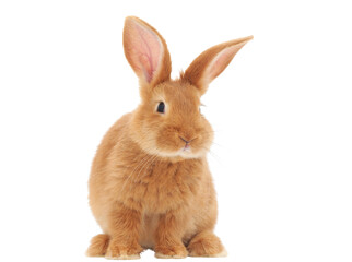 Obraz premium a rabbit-1