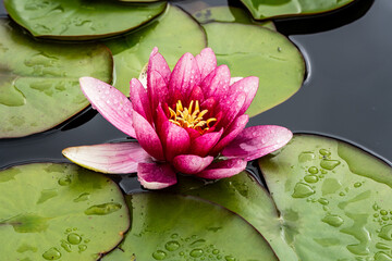 Vibrant Pink Water Lily Bloom with Raindrops on Serene Pond with Green Floating Lily Pads –...