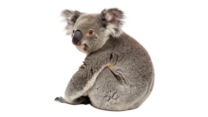 Fototapete Koala Adorable koala sitting on transparent background  © Anatoli
