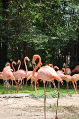 pink flamingos in the zoo