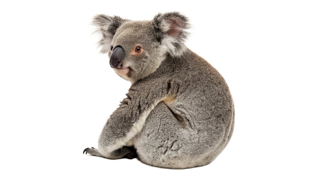 Adorable koala sitting on transparent background