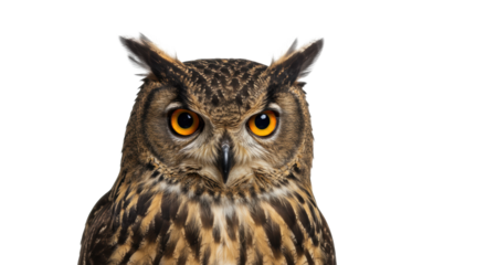 An adult Eurasian eagle-owl with distinctive ear tufts and vivid bright orange eyes looking intensely into the camera, against a pure seamless clean white studio background with copy space to the