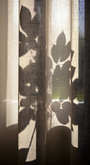 Sunlight Filtering Through Sheer Curtains Botanical Shadow Play and Light