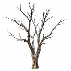 Fototapeta premium Dead tree with bare branches isolated on a white
