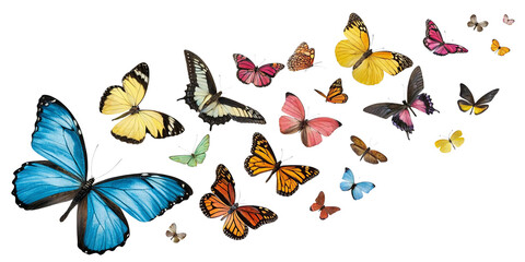 Collection Colorful Butterflies Flight Isolated